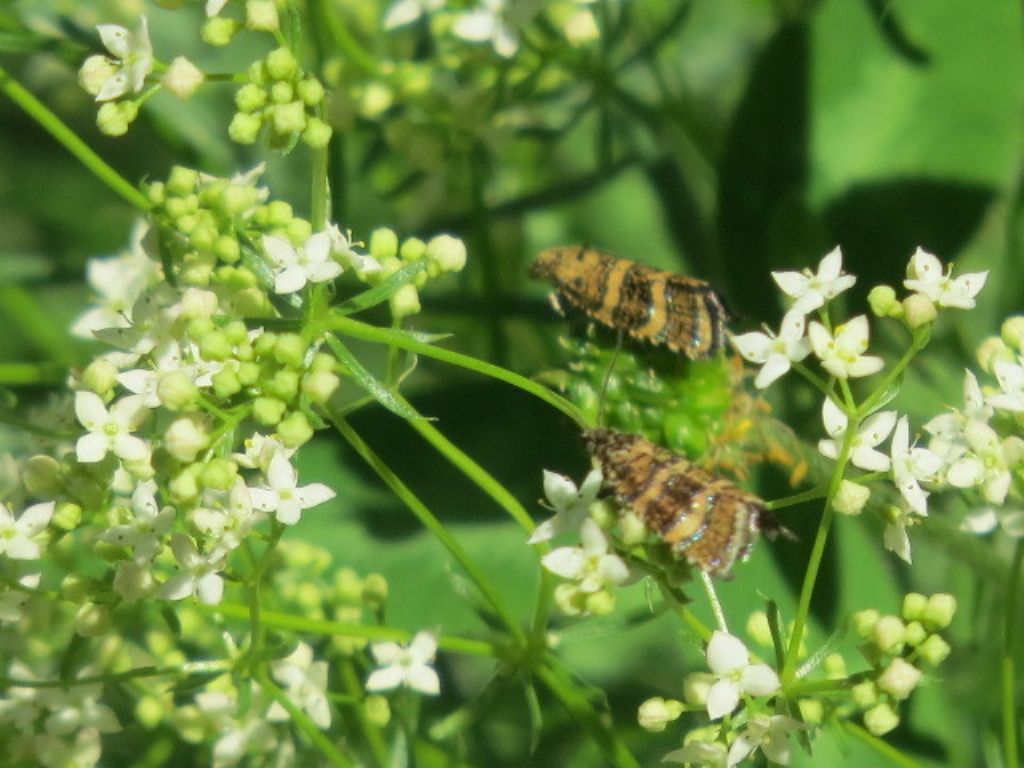 Tortricidae: Phiaris cfr. scoriana